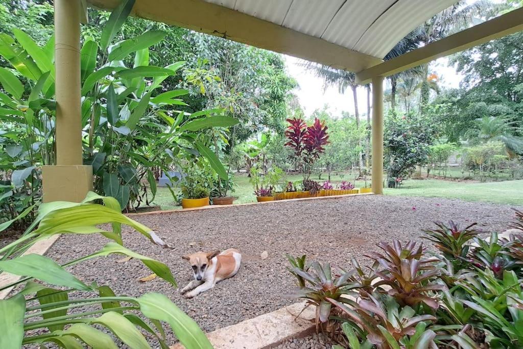 Villa Anacahuita, Limonal Jarabacoa Buitenkant foto